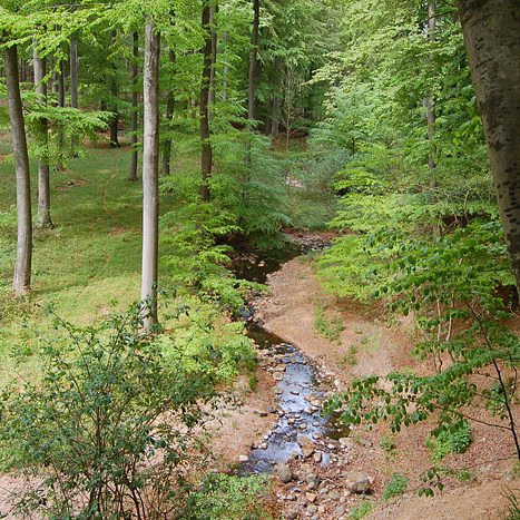 Beispiel naturnaher Wasserverlauf am Lachsbach (Foto: Frank Hell)