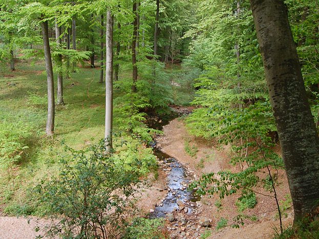 Beispiel naturnaher Wasserverlauf am Lachsbach